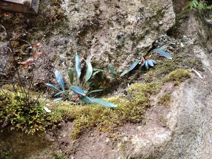 Elaphoglossum metallicum