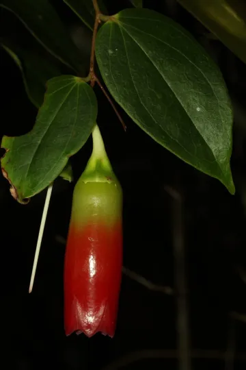 Semiramisia speciosa