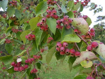 Yunnan crabapple