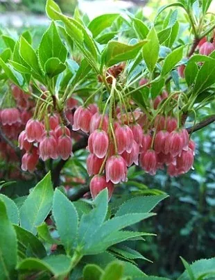 Enkianthus serotina