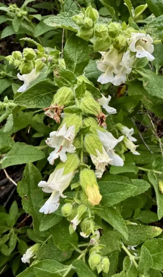 Lepechinia calycina