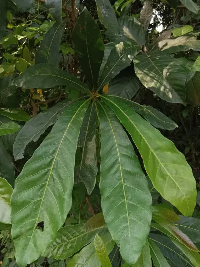 Holigarna arnottiana