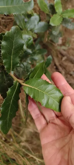 Quercus spinosa