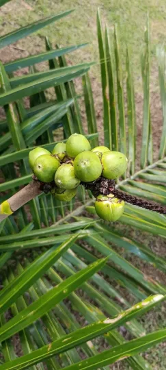 Allagoptera caudescens