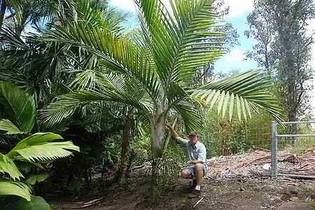 Burretiokentia grandiflora