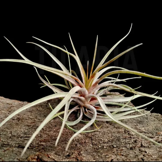 Tillandsia novakii