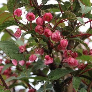 Actinidia pilosula