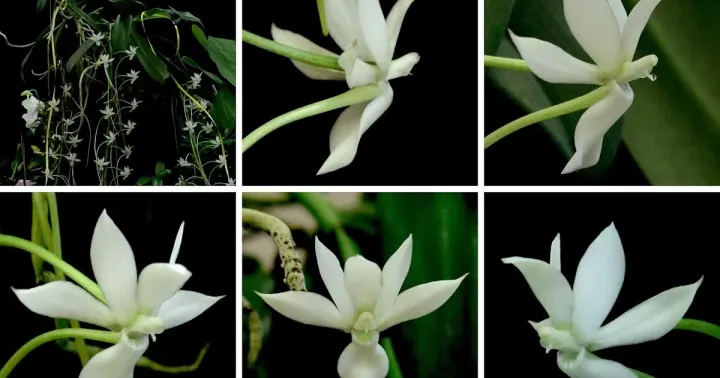 Aerangis alcicornis