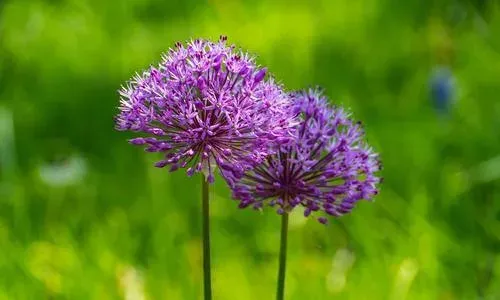 Allium altissimum