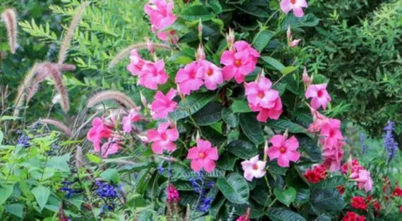 Mandevilla hybrid