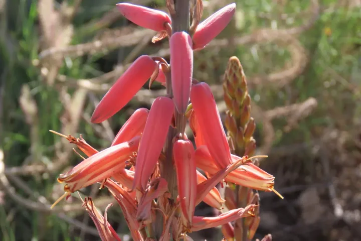 Coast Aloe