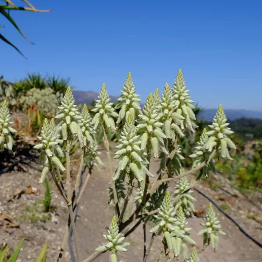 Aloe tomentosa