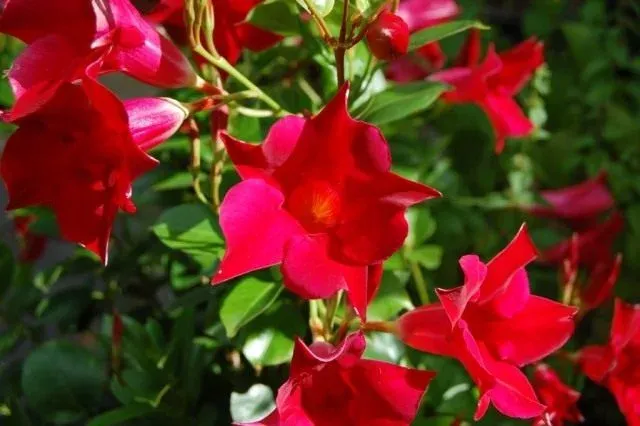 Mandevilla splendens