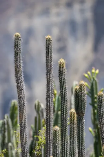 Weberbauerocereus cuzcoensis