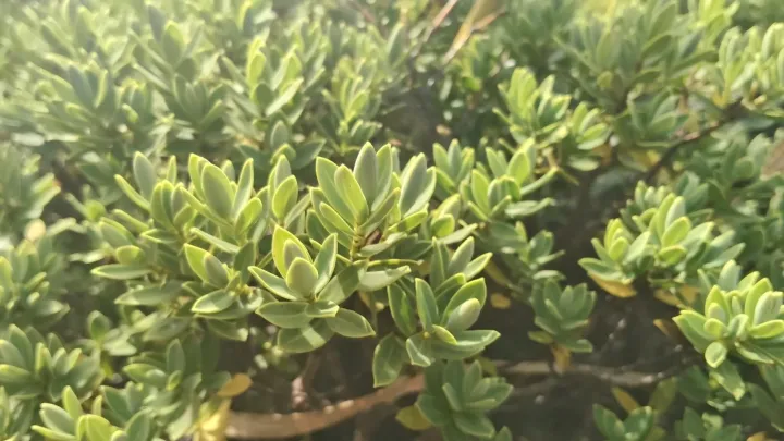 Veronica topiaria