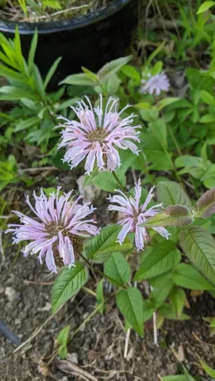 Monarda bradburyana