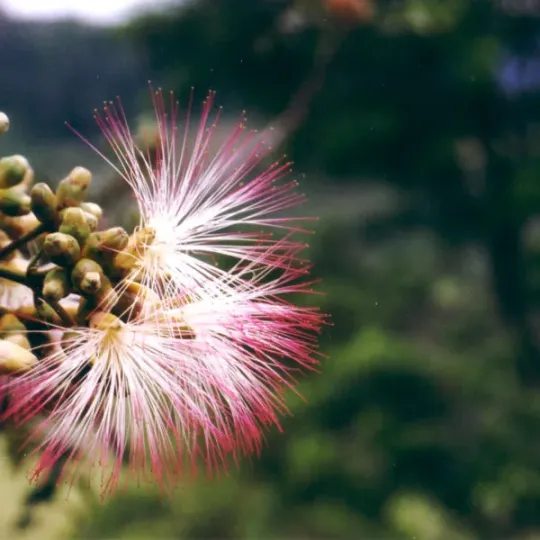 Backhousia oligantha