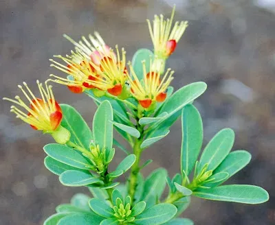Xanthostemon vieillardii