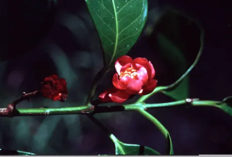Syzygium maraca