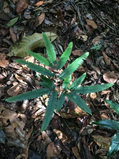 Adiantum abscissum
