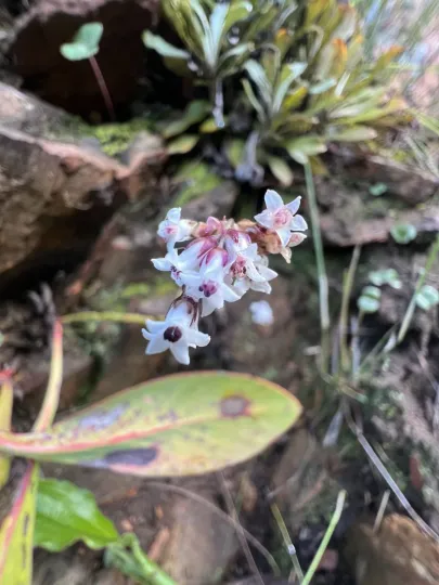 Crassula saxifraga