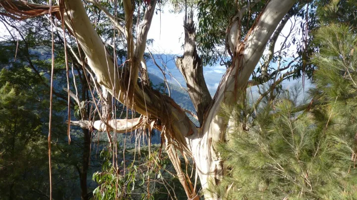 Blue Mountains Ash