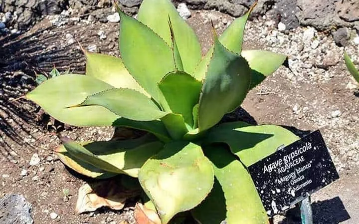 Agave gypsicola