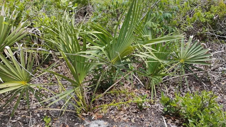 Sabal etonia