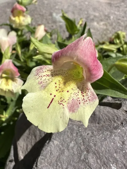 Erythranthe naiandina