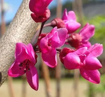 Cercis glabra
