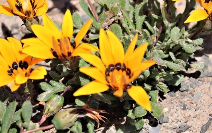 Gazania heterochaeta