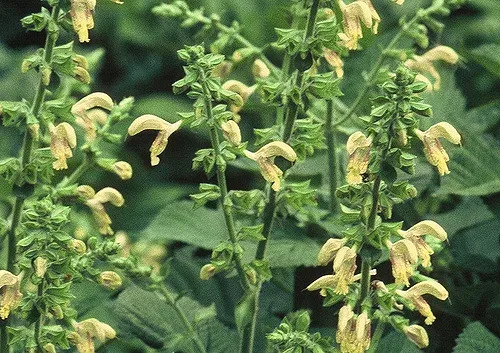 Koyama sage