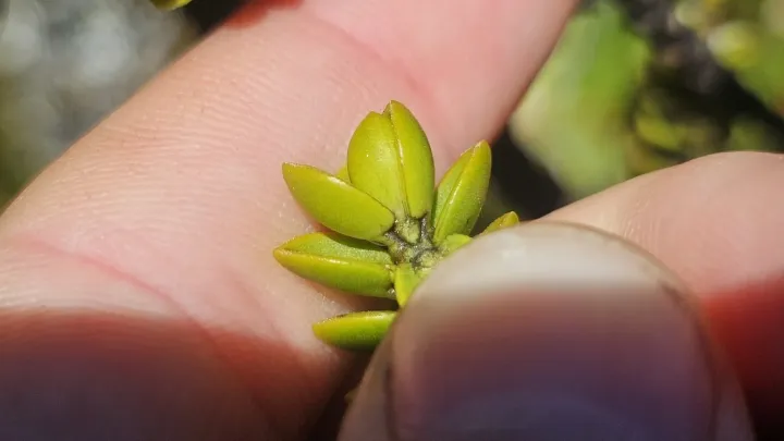Veronica masoniae
