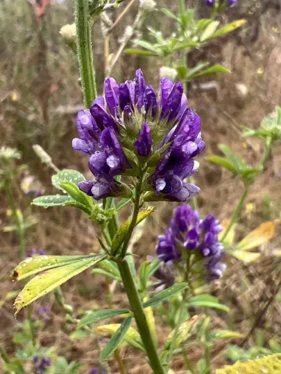 Alfalfa