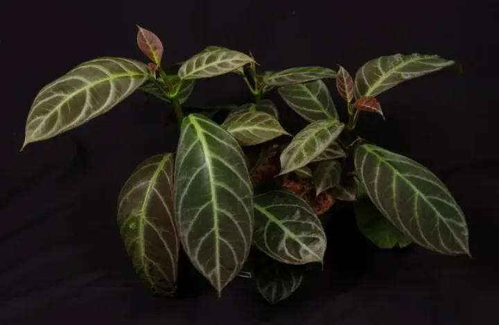 Drymonia chiribogana