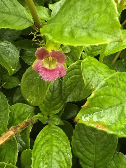 Drymonia serrulata