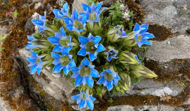 Gentiana lhassica