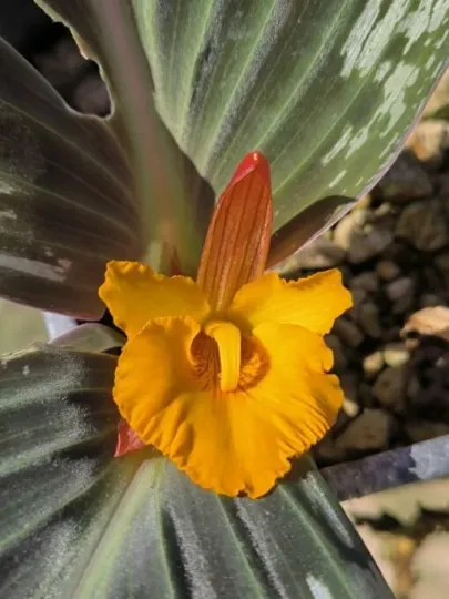 Cornukaempferia