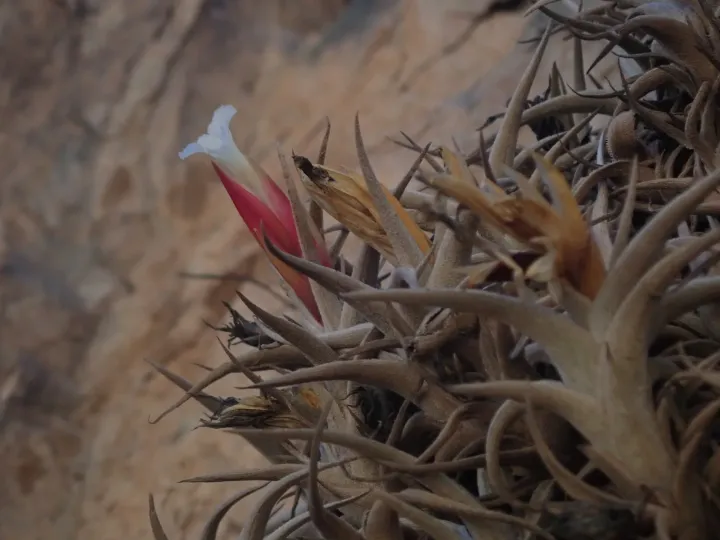 Tillandsia muhriae