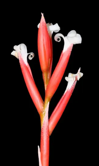 Tillandsia toropiensis