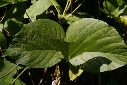 Dysolobium
