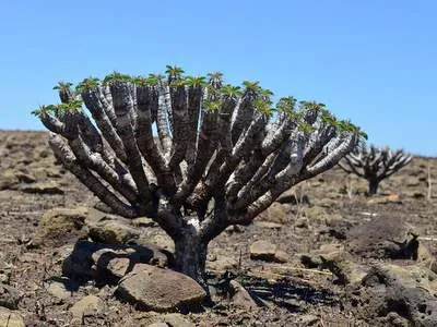 Euphorbia guillauminiana