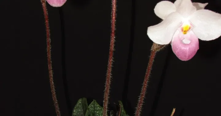 Paphiopedilum delenatii