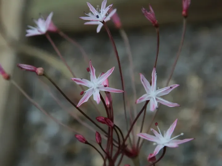 Strumaria merxmuelleriana