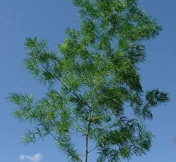 Asparagus pseudoscaber