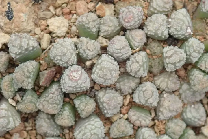 Neohenricia sibbettii