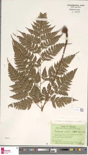 Arachniodes cavaleriei
