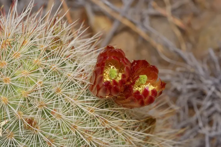 Echinocereus russanthus