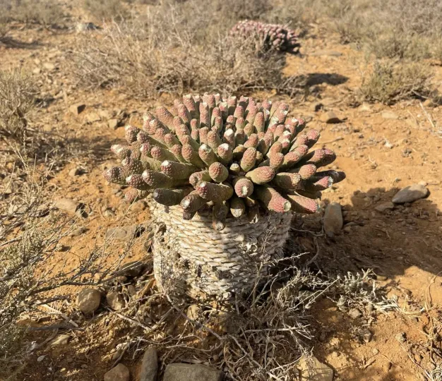 Edible spurge