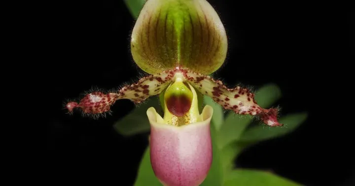 Paphiopedilum glaucophyllum